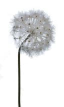2474U Kunstzweig Löwenzahnzweig Pusteblume Biegsamer Stiel Bild 2