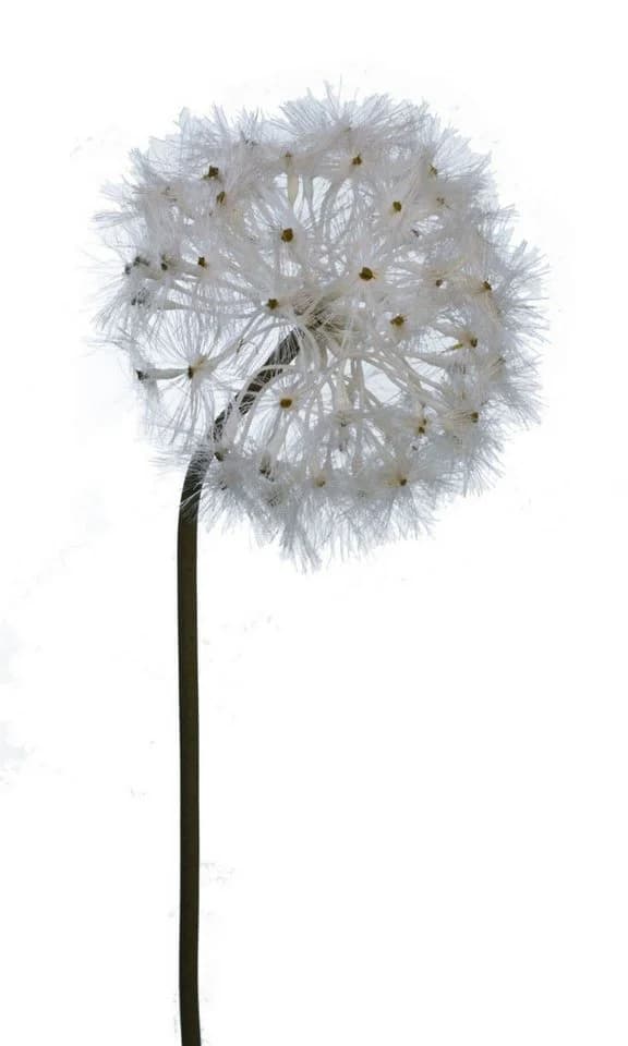 2474U Kunstzweig Löwenzahnzweig Pusteblume Biegsamer Stiel - Bild 2