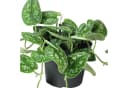 Flowerbox Gefleckte Efeutute Scindapsus Pictus 'Argyraeus' Pflegeleicht Bild 5