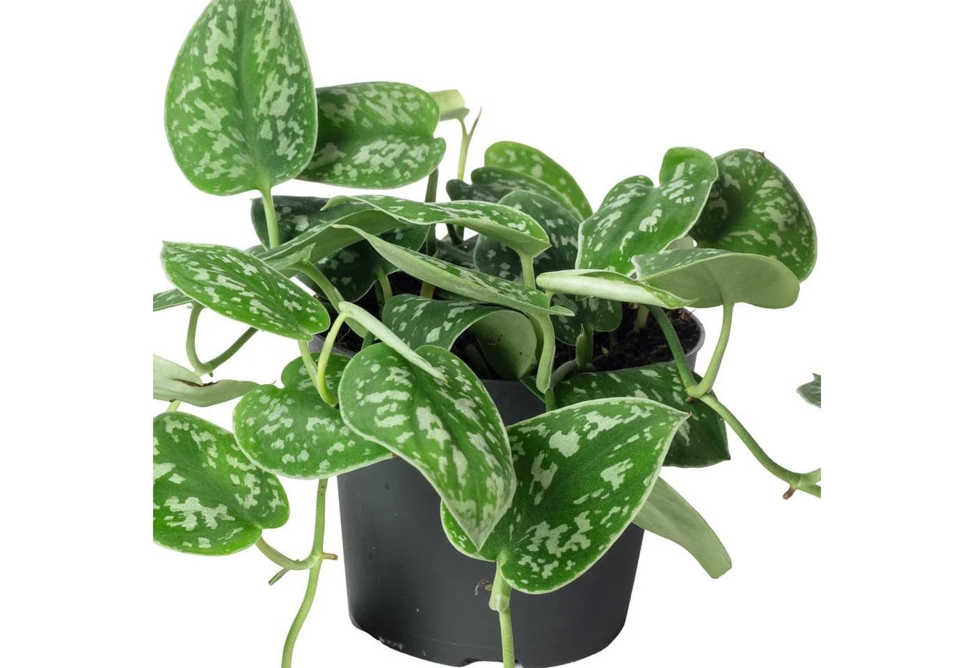 Flowerbox Gefleckte Efeutute Scindapsus Pictus 'Argyraeus' Pflegeleicht - Bild 5