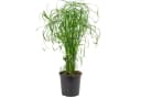 Flowerbox Zimmerpflanze Zyperngras Cyperus alternifolius Bild 2