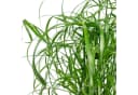 Flowerbox Zimmerpflanze Zyperngras Cyperus alternifolius Bild 4