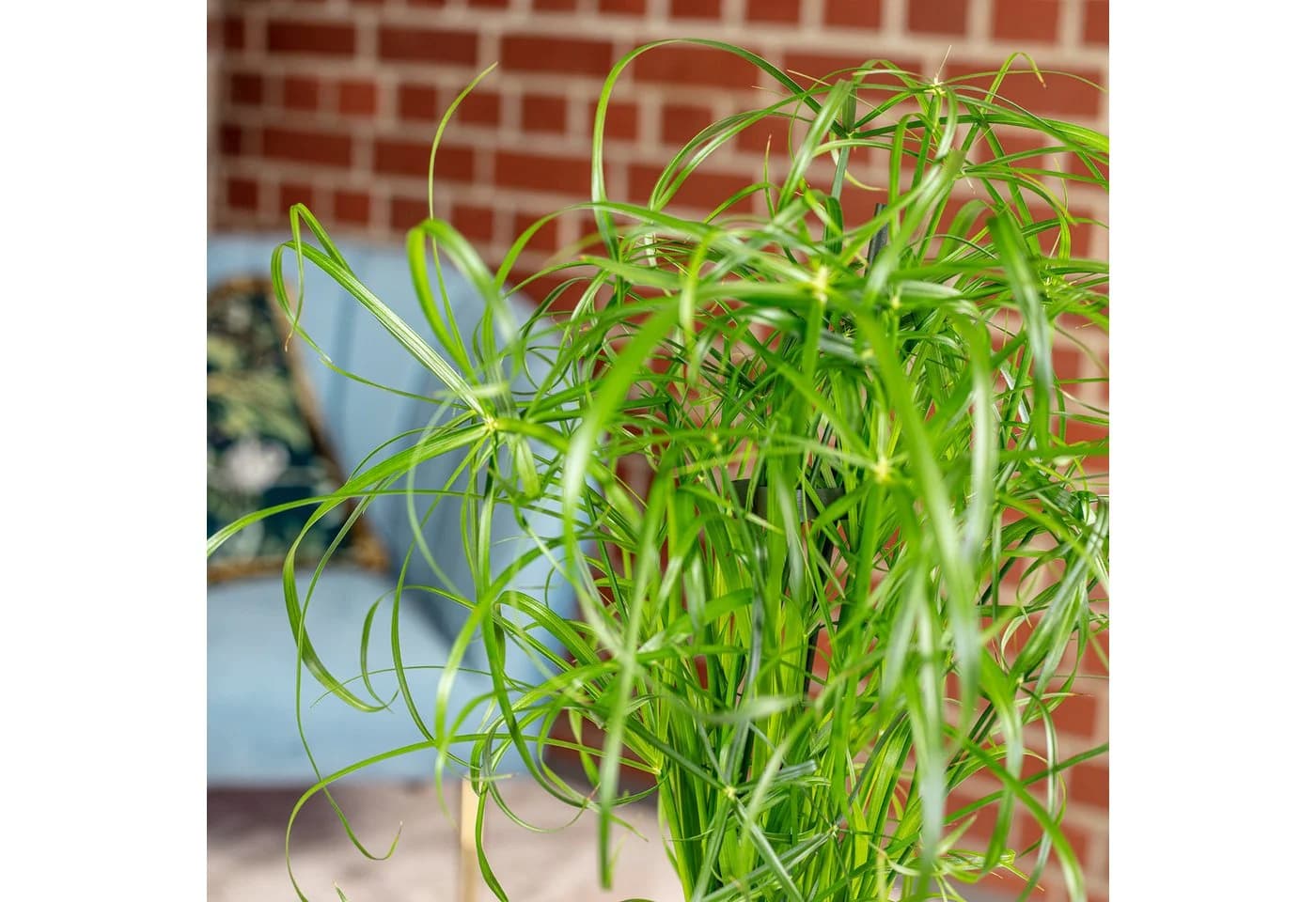 Flowerbox Zimmerpflanze Zyperngras Cyperus alternifolius - Bild 5