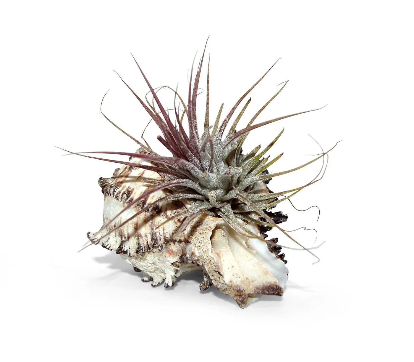 meinvipshop Hängedekoration Muschelset 3er mit echten Tillandsia