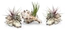 meinvipshop Hängedekoration Muschelset 3er mit echten Tillandsia Bild 2