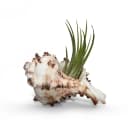 meinvipshop Hängedekoration Muschelset 3er mit echten Tillandsia Bild 3