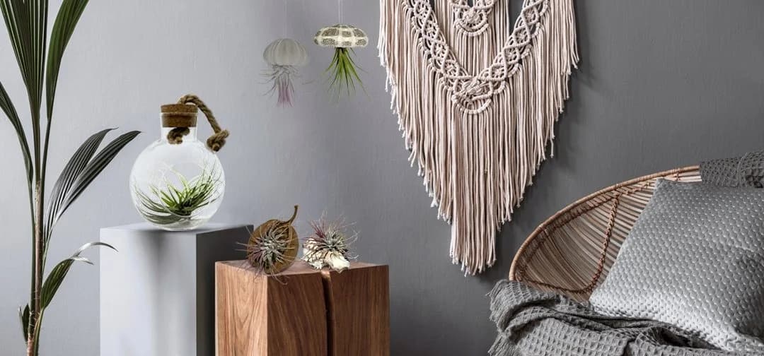 meinvipshop Hängedekoration Muschelset 3er mit echten Tillandsia - Bild 4