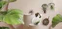 meinvipshop Hängedekoration Muschelset 3er mit echten Tillandsia Bild 5
