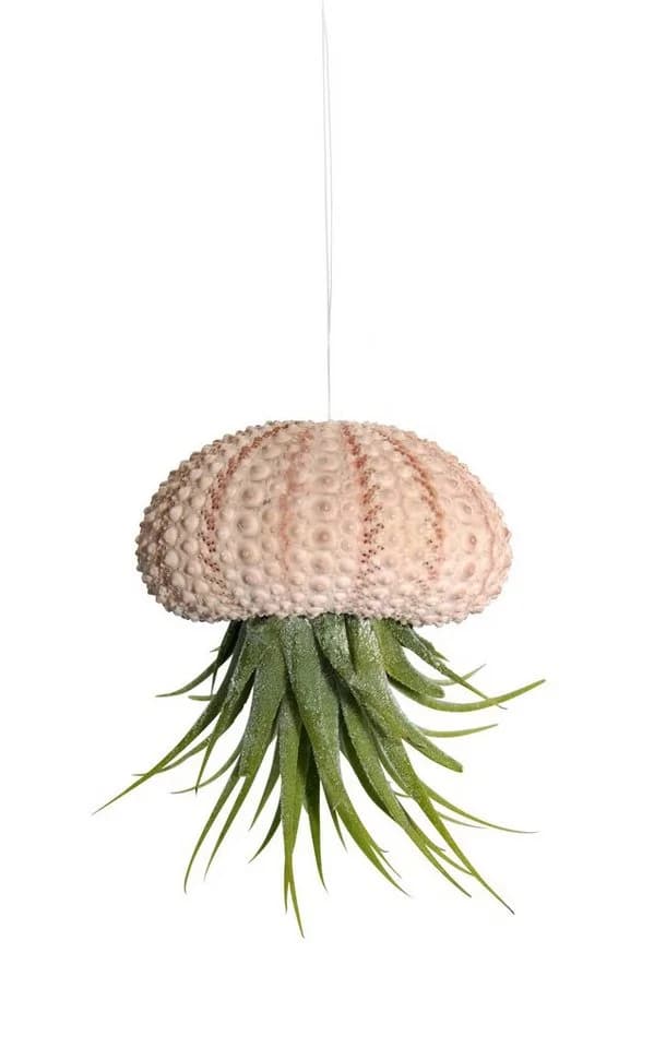 meinvipshop Hängedekoration Seeigelgehäuse mit echter Tillandsia