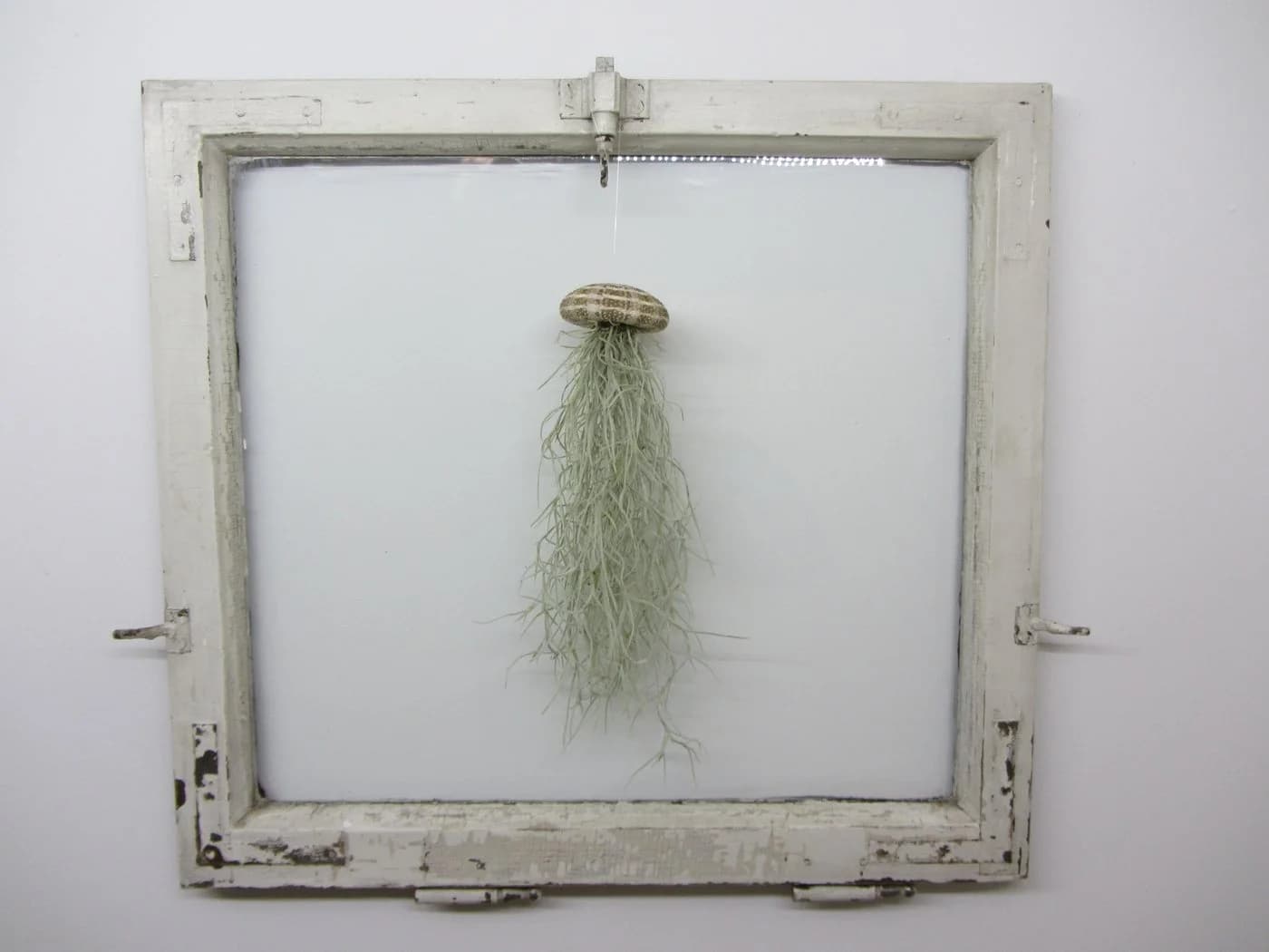 meinvipshop Hängedekoration 3er Set Seeigelgehäuse mit Tillandsia