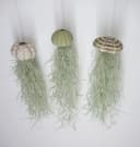 meinvipshop Hängedekoration 3er Set Seeigelgehäuse mit Tillandsia Bild 2