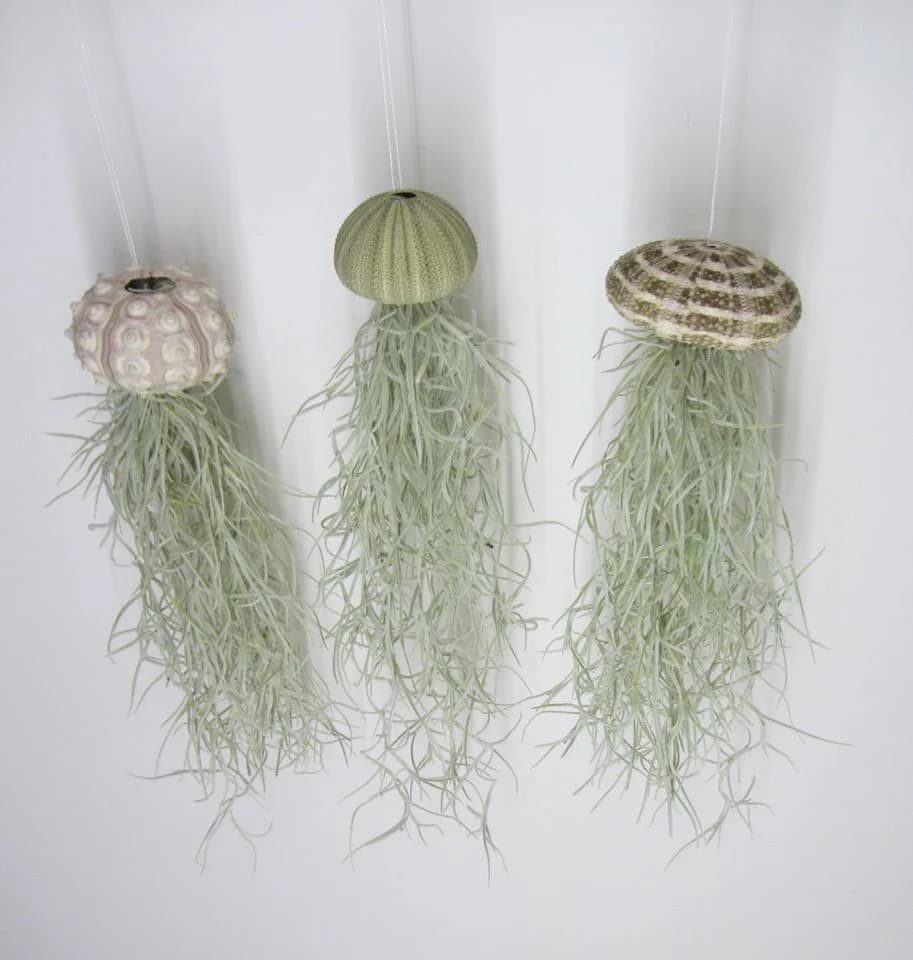 meinvipshop Hängedekoration 3er Set Seeigelgehäuse mit Tillandsia - Bild 2