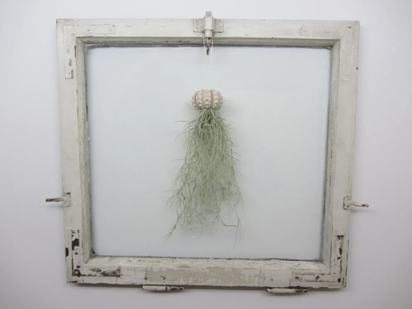 meinvipshop Hängedekoration 3er Set Seeigelgehäuse mit Tillandsia - Bild 3