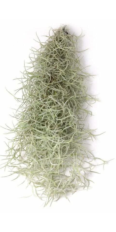 meinvipshop Hängedekoration Tillandsia Luftpflanze Spanisches Moos L