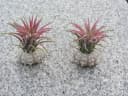 meinvipshop Dekoobjekt Bezaubernde Kombination aus Seeigelgehäuse und Tillandsia 2er Set Rosa Bild 1