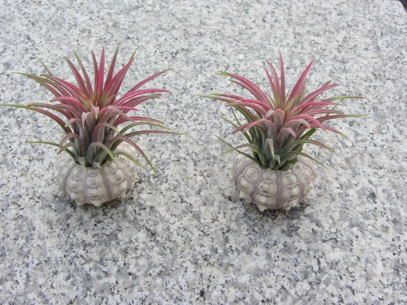 meinvipshop Dekoobjekt Bezaubernde Kombination aus Seeigelgehäuse und Tillandsia 2er Set Rosa