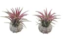meinvipshop Dekoobjekt Bezaubernde Kombination aus Seeigelgehäuse und Tillandsia 2er Set Rosa Bild 2