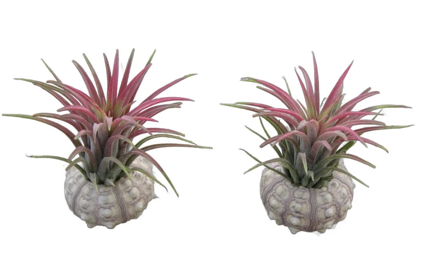 meinvipshop Dekoobjekt Bezaubernde Kombination aus Seeigelgehäuse und Tillandsia 2er Set Rosa - Bild 2
