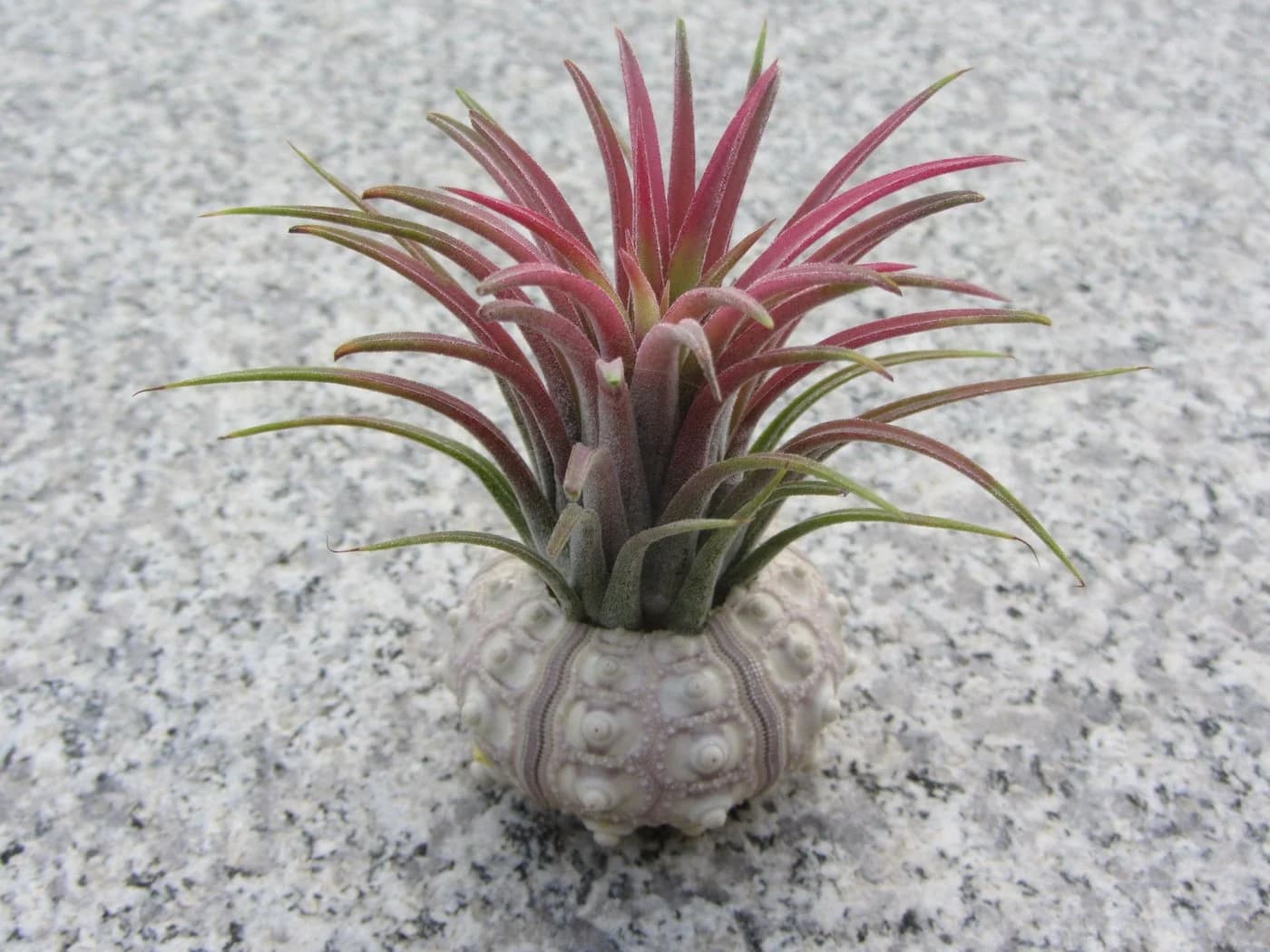 meinvipshop Dekoobjekt Bezaubernde Kombination aus Seeigelgehäuse und Tillandsia 2er Set Rosa - Bild 3