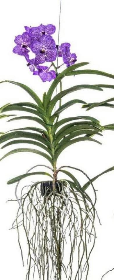 meinvipshop Zimmerpflanze Echte blühende Orchidee Vanda violett