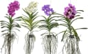 meinvipshop Zimmerpflanze Echte blühende Orchidee Vanda violett Bild 2
