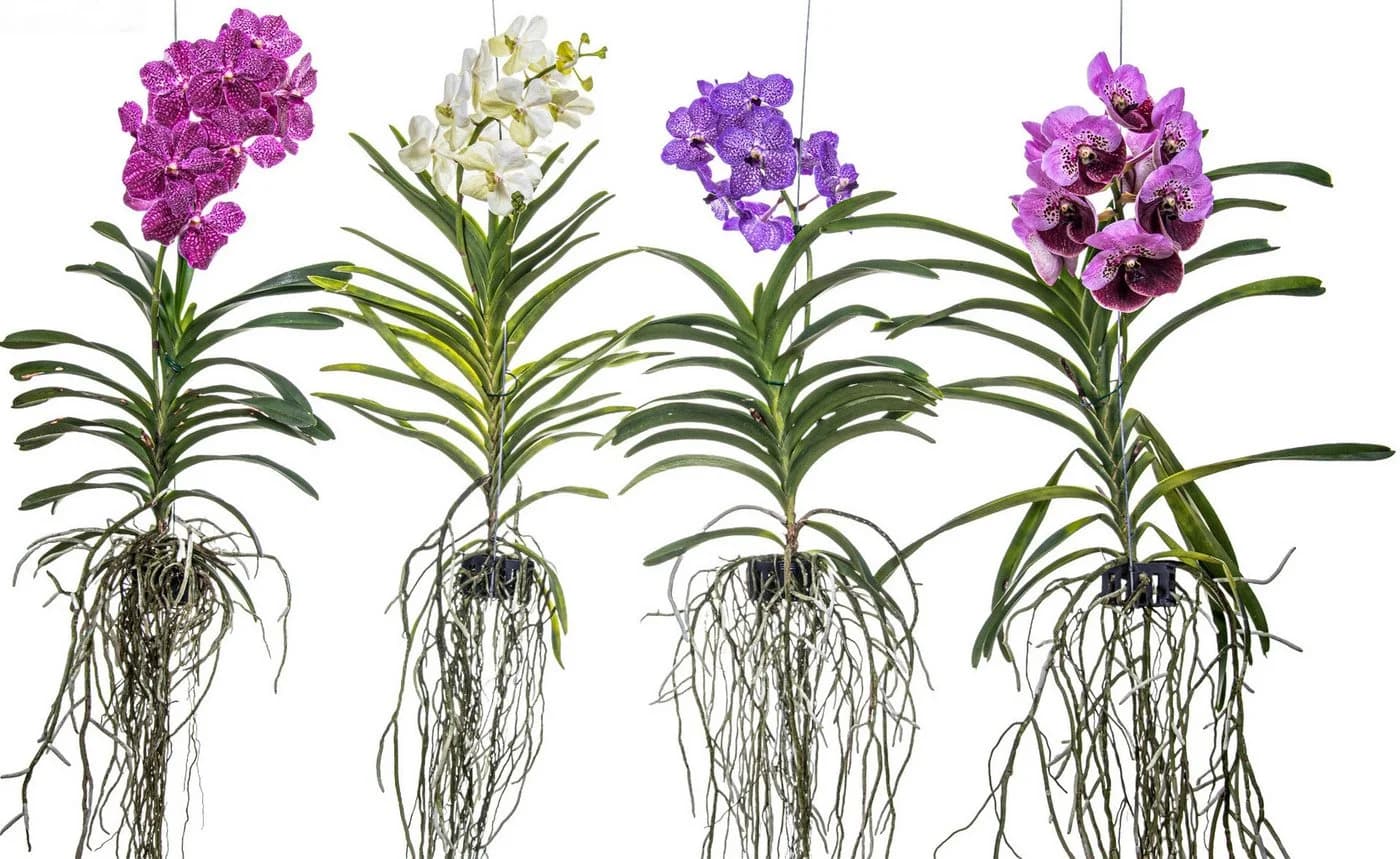 meinvipshop Zimmerpflanze Echte blühende Orchidee Vanda violett - Bild 2