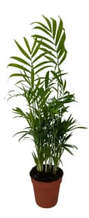 4er Zimmerpflanzen Set Alocasia Polly, Bogenhanf, Bergpalme & Drachenbaum Bild 1
