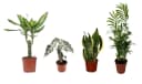 4er Zimmerpflanzen Set Alocasia Polly, Bogenhanf, Bergpalme & Drachenbaum Bild 2