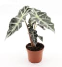 4er Zimmerpflanzen Set Alocasia Polly, Bogenhanf, Bergpalme & Drachenbaum Bild 3