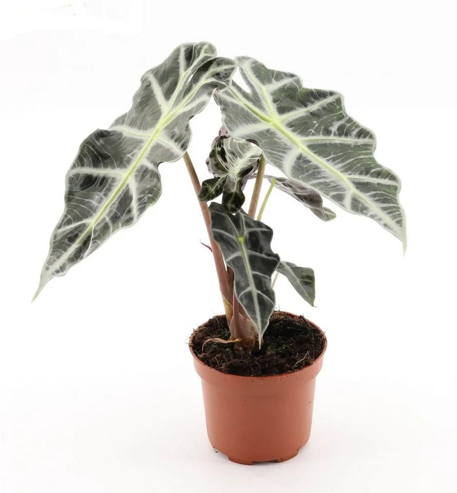 4er Zimmerpflanzen Set Alocasia Polly, Bogenhanf, Bergpalme & Drachenbaum - Bild 3