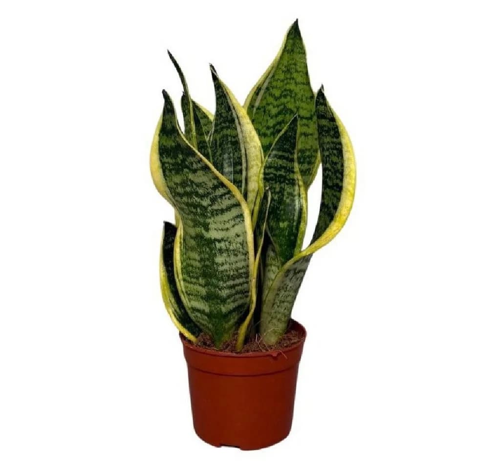 4er Zimmerpflanzen Set Alocasia Polly, Bogenhanf, Bergpalme & Drachenbaum - Bild 5