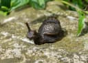 IDYL Dekofigur Bronze-Skulptur Schnecke mini Bild 3