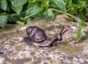 IDYL Dekofigur Bronze-Skulptur Schnecke mini Bild 4