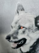 JACK Bettwäsche Microfaser Wolf Guard Grau 2-teilig Bild 4