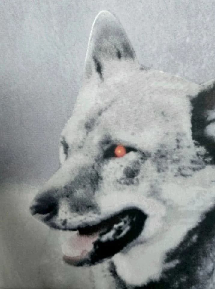 JACK Bettwäsche Microfaser Wolf Guard Grau 2-teilig - Bild 4