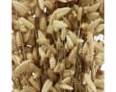 Florists Products Trockenblume Zittergras Grün 60cm Bild 1