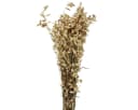 Florists Products Trockenblume Zittergras Grün 60cm Bild 2