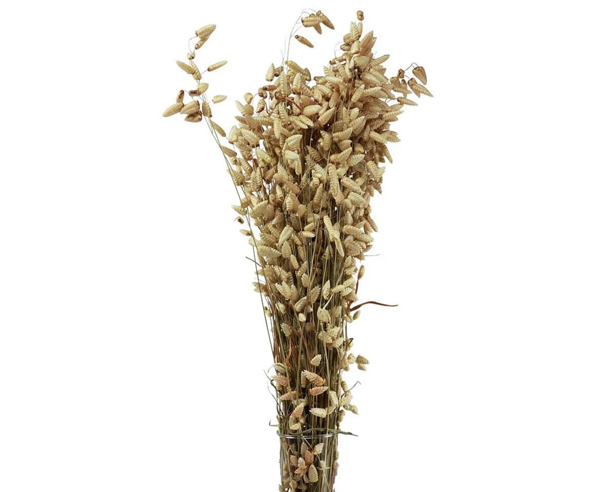 Florists Products Trockenblume Zittergras Grün 60cm - Bild 2