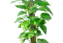 Flowerbox Efeutute am Moosstab Epipremnum aureum Pflegeleicht Bild 5