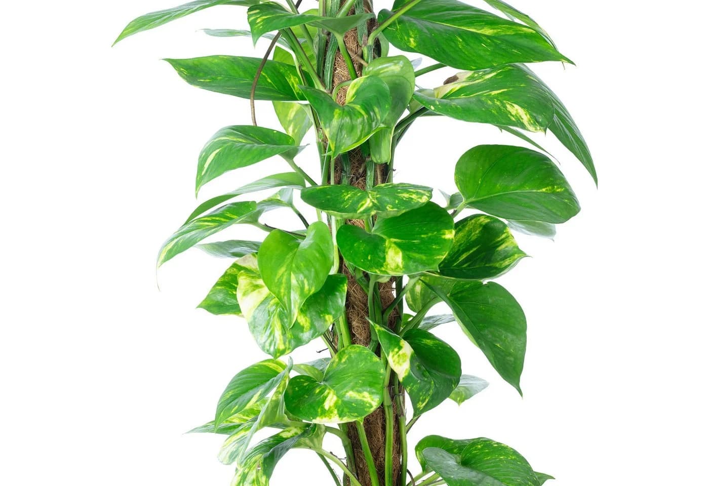 Flowerbox Efeutute am Moosstab Epipremnum aureum Pflegeleicht - Bild 5