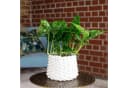Flowerbox Zimmerpflanze Monstera 'Monkey' Pflegeleicht Bild 1