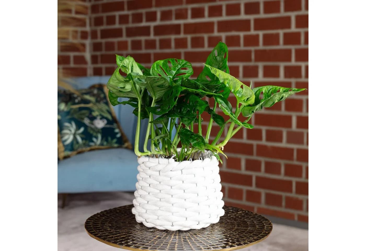 Flowerbox Zimmerpflanze Monstera 'Monkey' Pflegeleicht