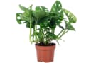 Flowerbox Zimmerpflanze Monstera 'Monkey' Pflegeleicht Bild 2