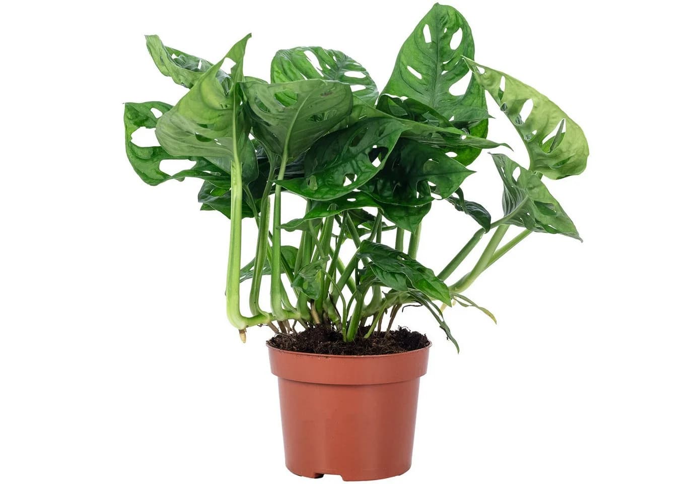 Flowerbox Zimmerpflanze Monstera 'Monkey' Pflegeleicht - Bild 2
