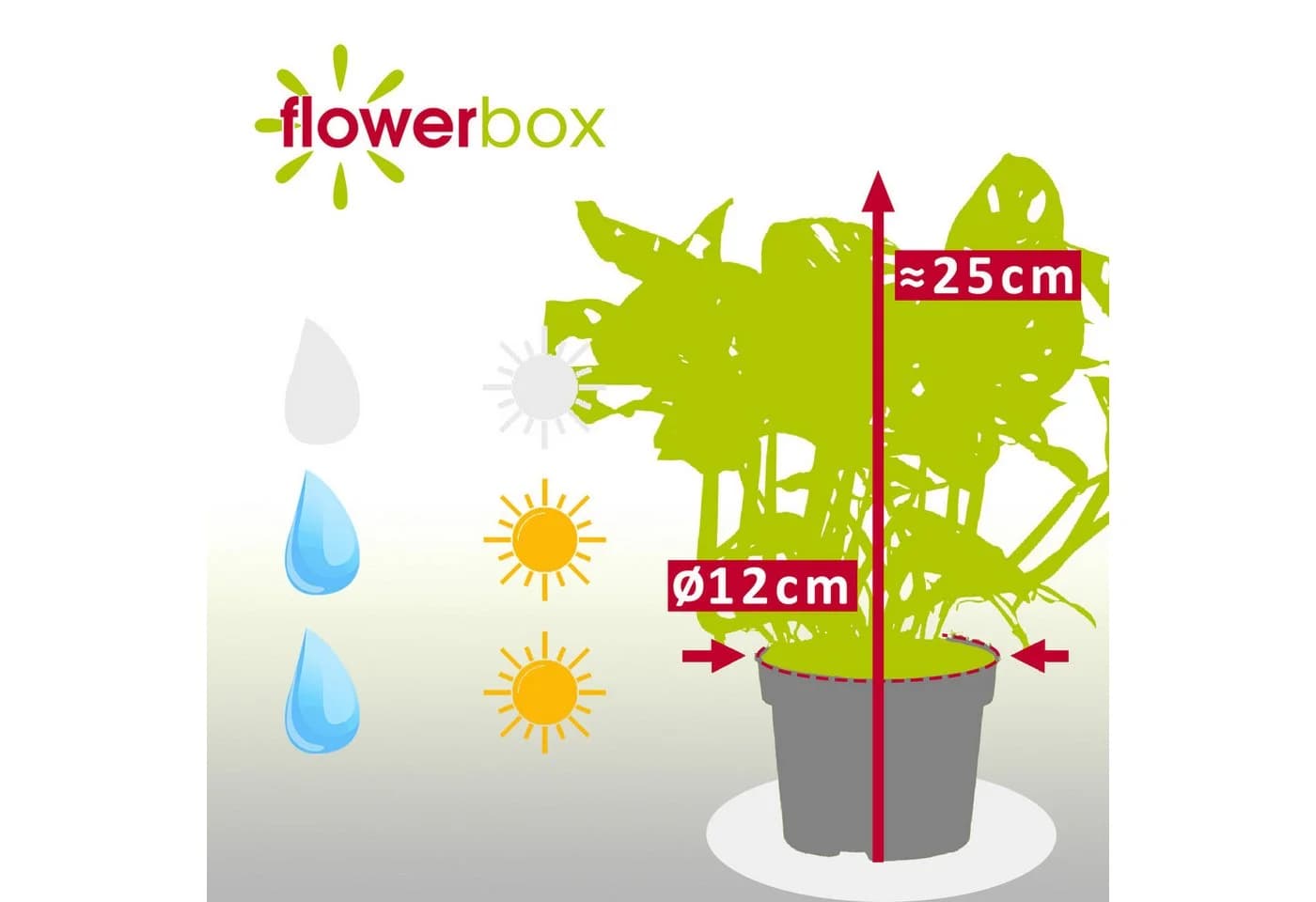 Flowerbox Zimmerpflanze Monstera 'Monkey' Pflegeleicht - Bild 4