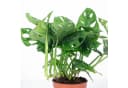 Flowerbox Zimmerpflanze Monstera 'Monkey' Pflegeleicht Bild 5