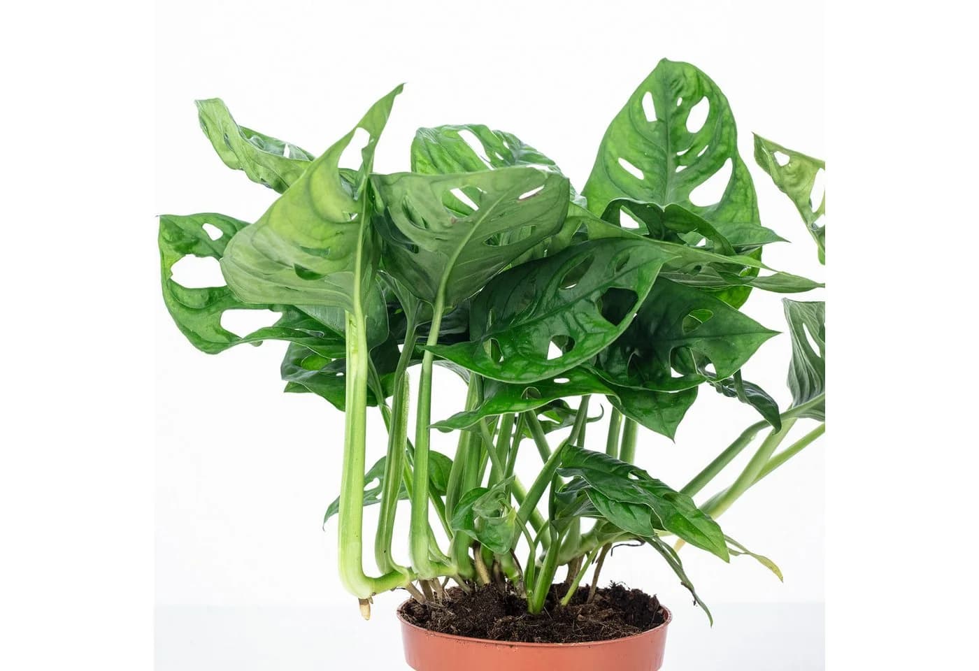 Flowerbox Zimmerpflanze Monstera 'Monkey' Pflegeleicht - Bild 5