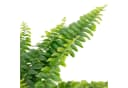 Flowerbox Zimmerpflanze Schwertfarn "Green Lady" Nephrolepis Bild 1