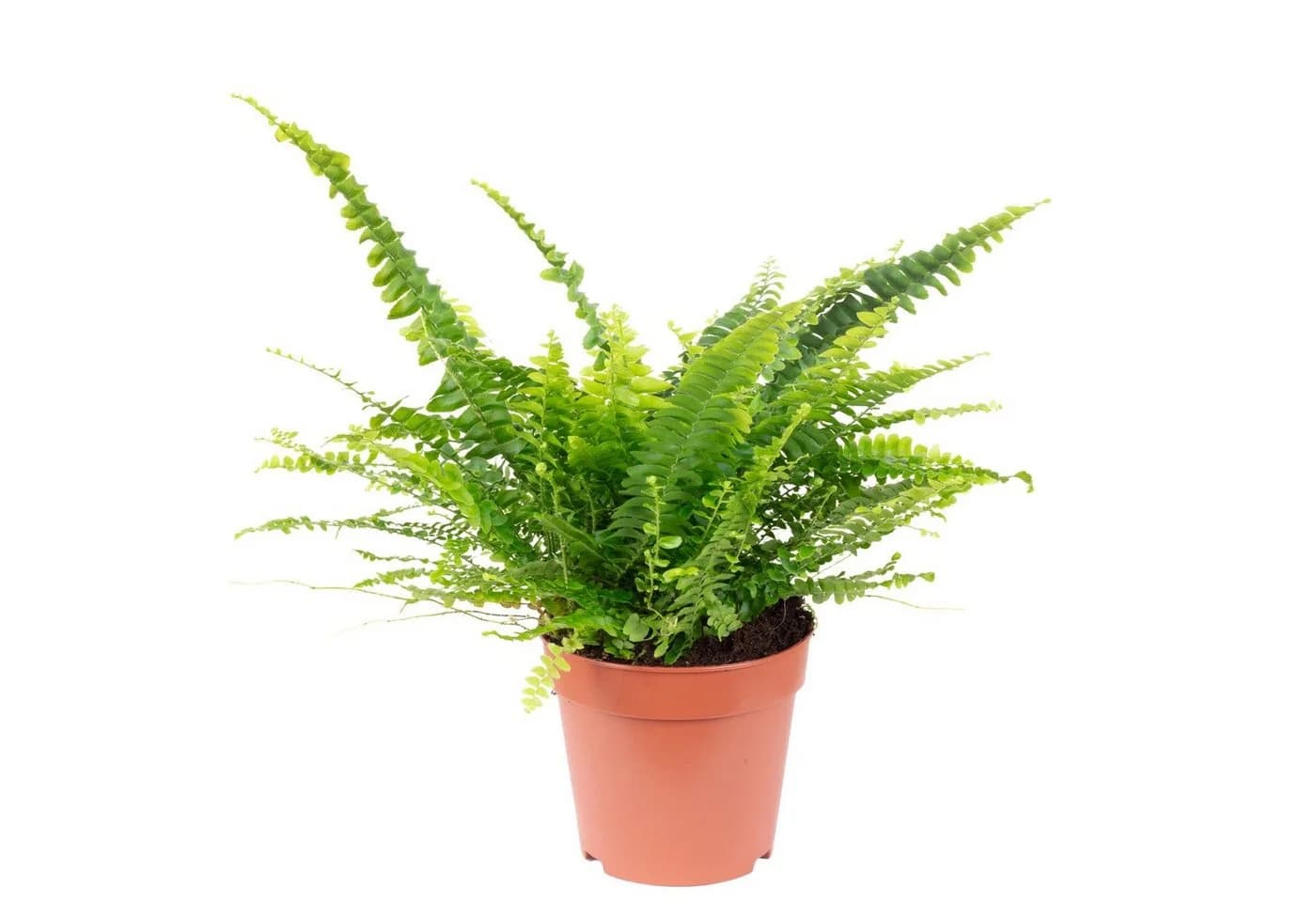 Flowerbox Zimmerpflanze Schwertfarn "Green Lady" Nephrolepis - Bild 2