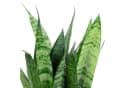 Flowerbox Zimmerpflanze Bogenhanf Sansevieria Black Coral pflegeleicht 35 cm Topf 12 cm Bild 1